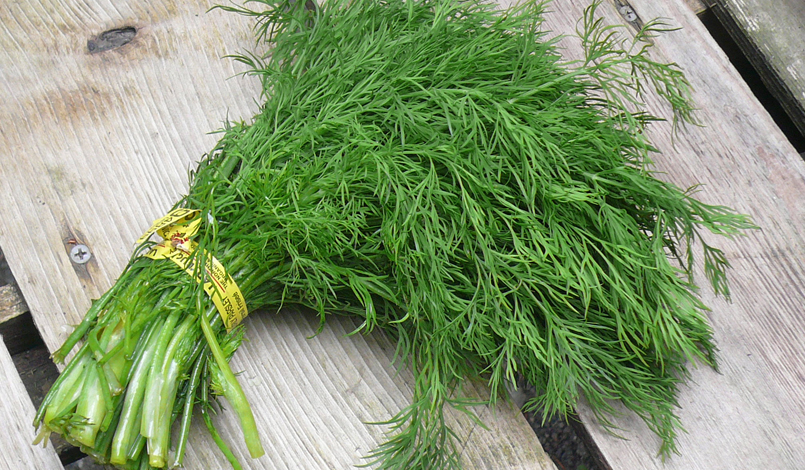 Green Dill