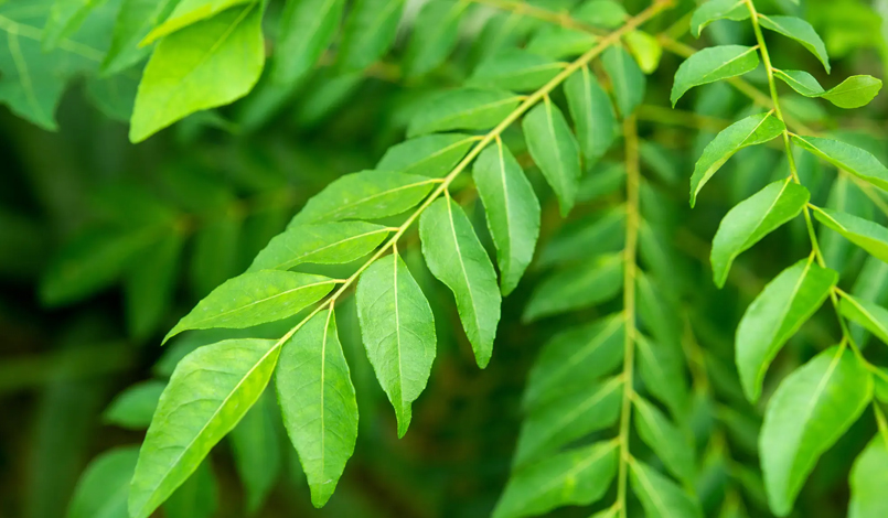 Curry Leaves